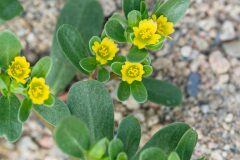 Portulaca oleracea_Joaquim Reberte