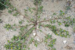 Portulaca oleracea_Joaquim Reberte