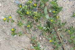 Portulaca oleracea_Joaquim Reberte