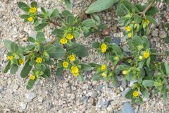 Portulaca oleracea_Joaquim Reberte