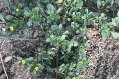 Portulaca oleracea_Marc Rovira CC BY-NC