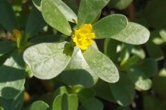 Portulaca oleracea_Merce Vallicrosa CC BY-NC