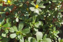 Portulaca oleracea_Merce Vallicrosa CC BY-NC