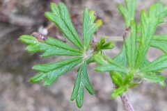 Potentilla argentea_Merce Vallicrosa CC BY-NC