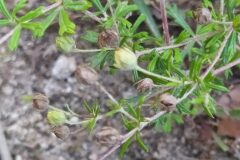 Potentilla argentea_Merce Vallicrosa CC BY-NC