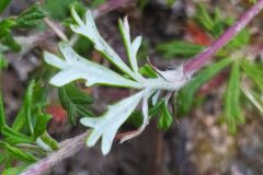 Potentilla argentea_Merce Vallicrosa CC BY-NC