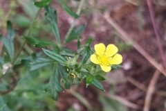 Potentilla argentea_Merce Vallicrosa CC BY-NC