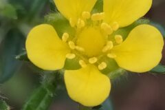 Potentilla argentea_Merce Vallicrosa CC BY-NC