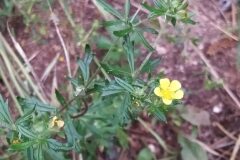 Potentilla argentea_Merce Vallicrosa CC BY-NC