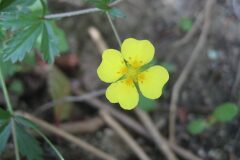 Potentilla erecta_Jordi Puyuelo
