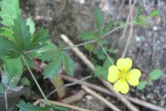 Potentilla erecta_Jordi Puyuelo