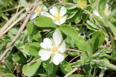 Potentilla montana_Isabel Gallen CC BY-NC