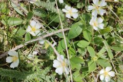 Potentilla montana_Isabel Gallen CC BY-NC