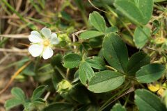 Potentilla montana_Joaquim Reberte