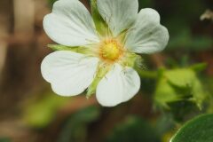 Potentilla montana_Joaquim Reberte