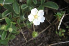 Potentilla montana_Jordi Puyuelo