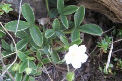 Potentilla montana_Jordi Puyuelo