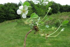 Potentilla montana_Margarida Vila CC BY-NC