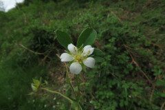 Potentilla montana_Margarida Vila CC BY-NC