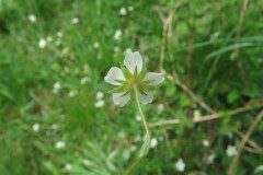 Potentilla montana_Margarida Vila CC BY-NC