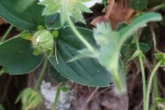 Potentilla montana_Merce Vallicrosa CC BY-NC