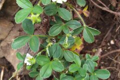 Potentilla montana_Merce Vallicrosa CC BY-NC