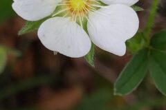 Potentilla montana_Merce Vallicrosa CC BY-NC