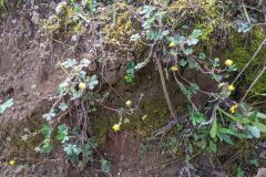 Potentilla neumanniana_Katarzyna Zarnowiec CC BY-SA