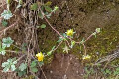 Potentilla neumanniana_Katarzyna Zarnowiec CC BY-SA