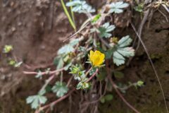Potentilla neumanniana_Katarzyna Zarnowiec CC BY-SA