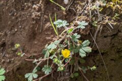Potentilla neumanniana_Katarzyna Zarnowiec CC BY-SA