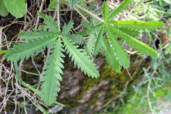 Potentilla recta_Jordi Bassols CC BY-NC SA