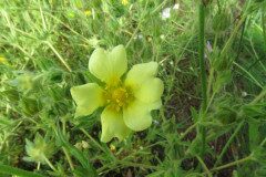 Potentilla recta_Margarida Vila CC BY-NC