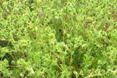 Potentilla recta_Margarida Vila CC BY-NC