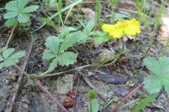 Potentilla reptans_Jordi Puyuelo