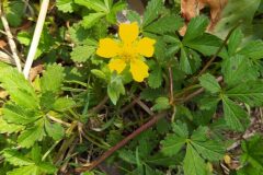Potentilla reptans_Merce Vallicrosa CC BY-NC