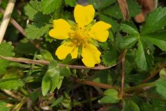 Potentilla reptans_Merce Vallicrosa CC BY-NC