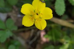 Potentilla reptans_Merce Vallicrosa CC BY-NC
