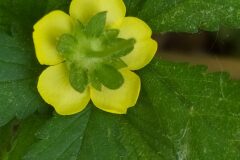 Potentilla reptans_Merce Vallicrosa CC BY-NC