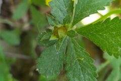 Potentilla reptans_Merce Vallicrosa CC BY-NC