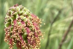 Poterium sanguisorba balearica_Joanjo Garcia CC BY-NC