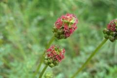 Poterium sanguisorba balearica_Jordi Puyuelo