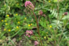 Poterium sanguisorba balearica_Katarzyna Zarnowiec CC BY-SA