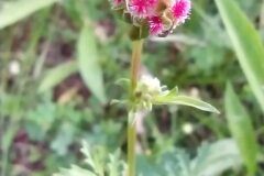 Poterium sanguisorba balearica_Merce Vallicrosa CC BY-NC