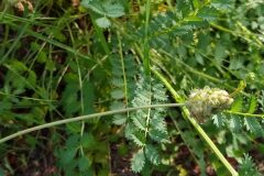 Poterium sanguisorba balearica_Merce Vallicrosa CC BY-NC