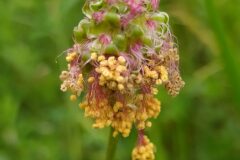 Poterium sanguisorba balearica_Merce Vallicrosa CC BY-NC