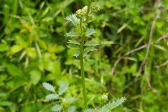 Poterium sanguisorba balearica_Merce Vallicrosa CC BY-NC