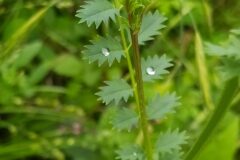 Poterium sanguisorba balearica_Merce Vallicrosa CC BY-NC
