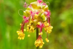 Poterium sanguisorba balearica_Merce Vallicrosa CC BY-NC