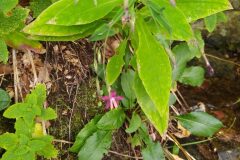 Prenanthes purpurea_Merce Vallicrosa CC BY-NC